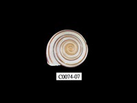 藏品(班卡拉蝸牛)的圖片